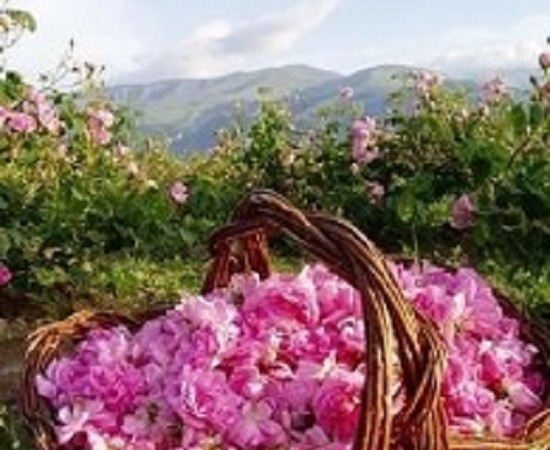 Festa delle rose in Bulgaria