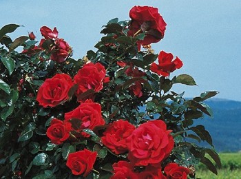Festa delle Rose a Villa Rothschild